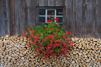 Stack of split firewood used as wood fuel piled in front of wooden cabin with geranium flowers decorating window