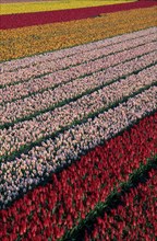 Colourful rows in field of cultivated tulips