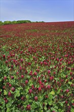 Field of Crimson clover