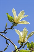 Large yellow flowers of Magnolia Golden Pond