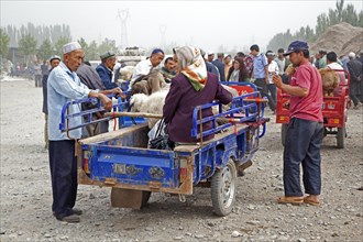 Uyghur farmers with motorized carts loaded with sheep arriving at the cattle market in Kashgar