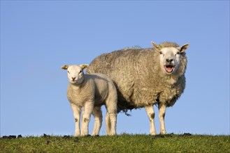 Bleating white sheep ewe with lamb on dyke