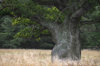 Old English oak