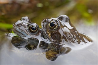 Amplexus of European Common Brown Frogs