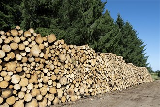Freshly cut and stacked natura wooden logs
