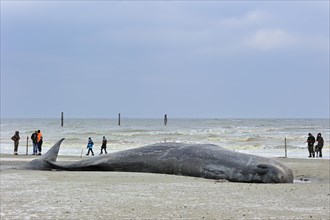 Stranded sperm whale
