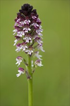 Burnt-tip orchid