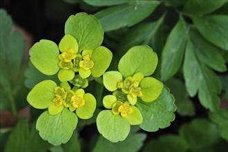 Opposite-leaved Golden saxifrage