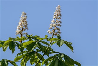 Foliage and flowers of horse-chestnut