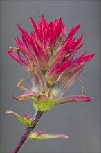 Close up of giant red Indian paintbrush