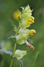 Greater Yellow-rattle