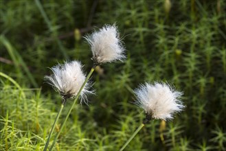 Bristle-like seed-heads of common cottongrass