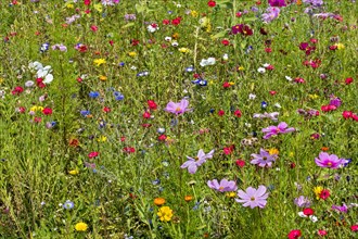 Mixture of colourful wildflowers in wildflower zone bordering meadow