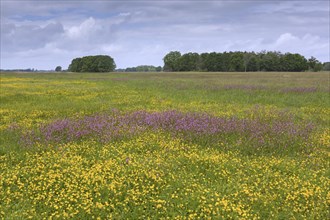 Spring wildflowers in meadow at UNESCO Biosphere Reserve Elbe River Landscape