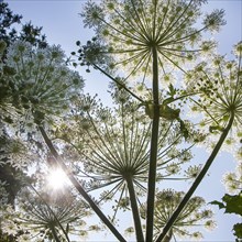 Worm's-eye view of Giant hogweed