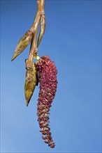 Male catkins and buds of poplar