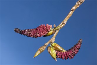Male catkins and buds of poplar