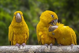 Three golden parakeets