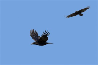 Two carrion crows