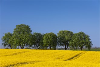 Farmland showing rape