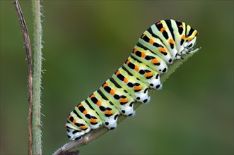 Caterpillar of common yellow swallowtail