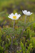 Alpine pasqueflowers