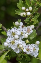 Blossoming common hawthorn