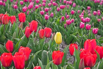 Single yellow tulip among red and pink tulips in Dutch tulip field in spring near Alkmaar