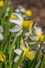 Close-up of the white daffodil cultivar