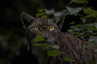Close-up portrait of Eurasian lynx