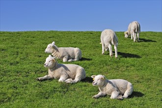 Flock of domestic Texel sheep