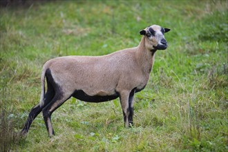 Cameroon sheep ewe
