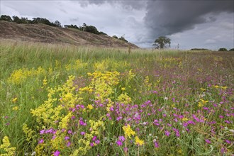 Colourful wildflowers like Carthusian Pink in the Inland Dunes by Klein Schmoelen near the Elbe river