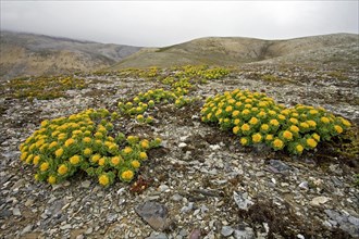 Yellow flowers on the arctic tundra at Bjornoya