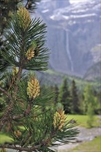 Swiss mountain pine