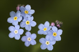 Flowers of Water forget-me-not