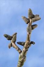 Female catkins of the Persian walnut