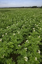 Potato field flowering in summer