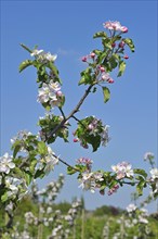 Half-standard apple tree