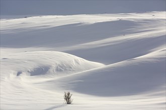 Solitary birch tree in snowy landscape in the Dovrefjell Sunndalsfjella National Park in winter