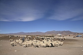 Farm and flock of sheep on the isolated Altiplano in Argentina