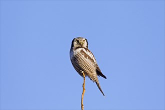 Northern hawk-owl