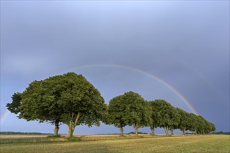 Double rainbow and silver linden