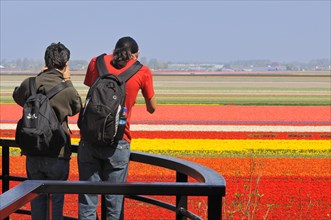 Tourists taking pictures of rows of colourful cultivated tulips
