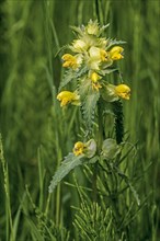 Greater yellow-rattle