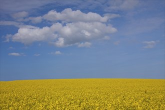Field with rapeseed