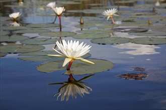 White water lilies in the Okavango Delta