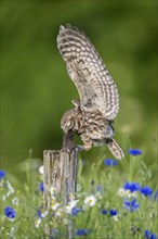 Ringed little owl