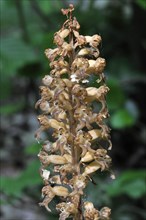 Bird's nest orchid