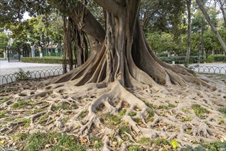 Huge roots of a rubber tree in Maria Luisa Park